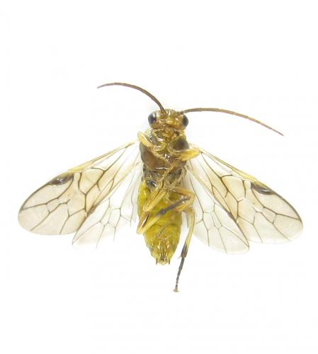 Réf. 288 987 : Pristiphora bufo