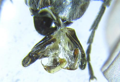 Dolerus sanguinicollis