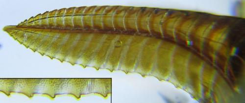 Dolerus nitens