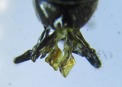 Réf. 288 343 : Dolerus timidus