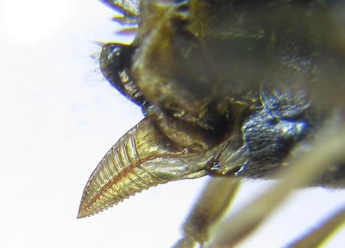 Réf. 288 388 : Pristiphora angulata