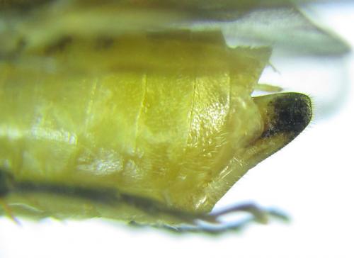 Réf. 288 478 : Euura scutellata