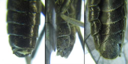 Empria longicornis