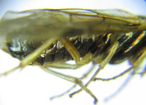 Réf. 288 037 : Pristiphora appendiculata