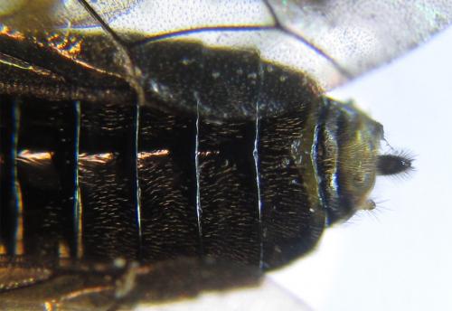 Réf. 288 078 : Phymatoceropsis sibiricola