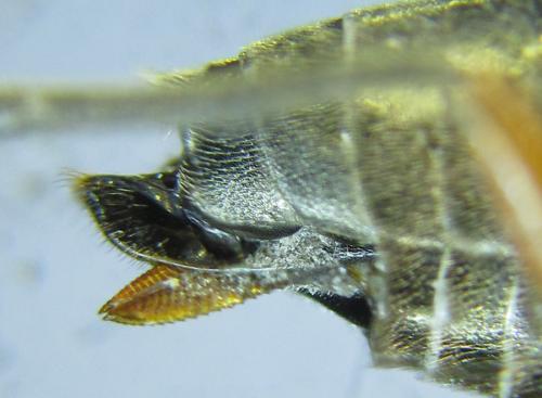 Réf. 288 877 : Dolerus liogaster