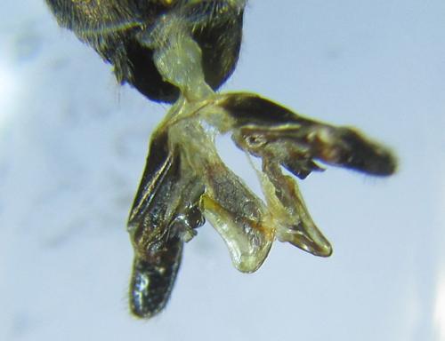 Dolerus liogaster