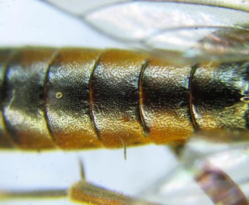 Réf. 288 936 : Tenthredopsis sordida