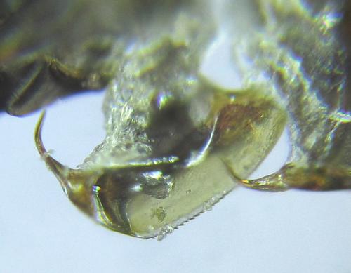 Dolerus sanguinicollis