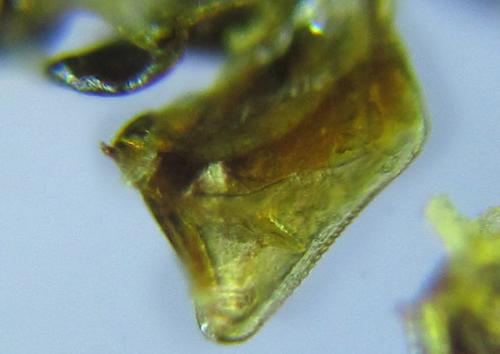 Réf. 288 344 : Dolerus timidus
