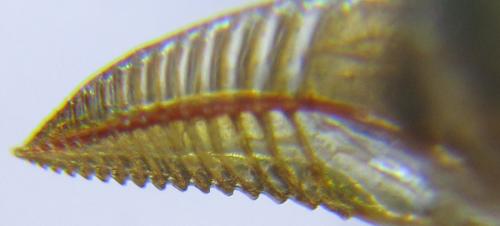 Réf. 288 389 : Pristiphora angulata