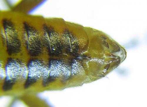 Réf. 288 462 : Euura scutellata