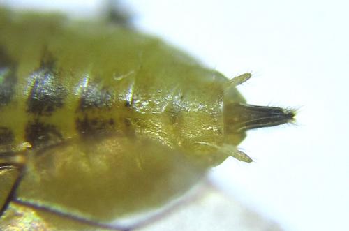 Réf. 288 479 : Euura scutellata