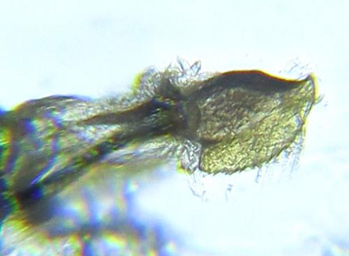 Empria longicornis