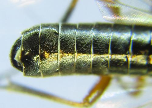 Réf. 288 667 : Loderus vestigialis
