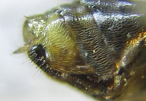 Pristiphora laricis