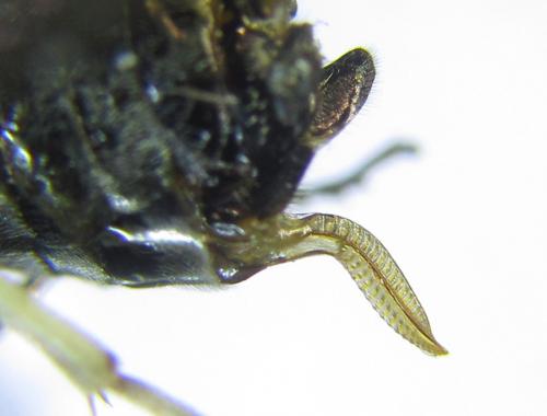 Phymatoceropsis sibiricola