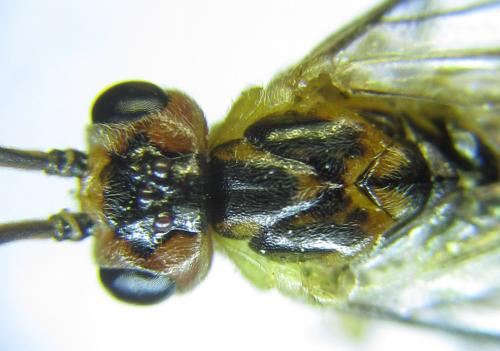 Réf. 288 463 : Euura scutellata