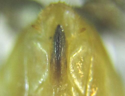 Réf. 288 480 : Euura scutellata