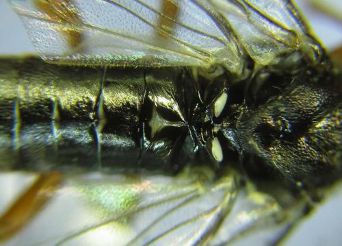Loderus vestigialis