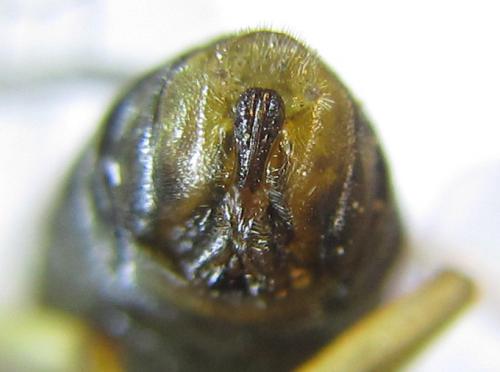 Pristiphora laricis