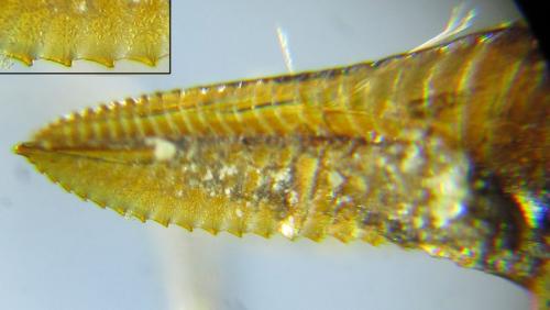 Réf. 288 878 : Dolerus liogaster
