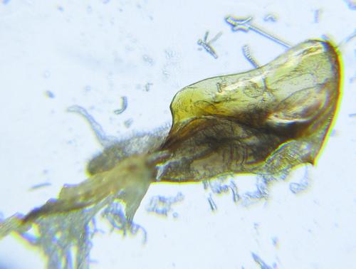 Dolerus liogaster