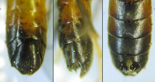 Réf. 288 937 : Tenthredopsis sordida