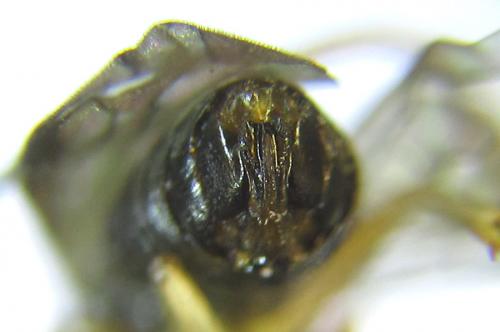 Réf. 288 039 : Pristiphora appendiculata