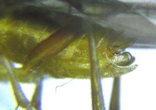 Réf. 288 464 : Euura scutellata
