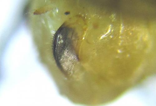 Réf. 288 481 : Euura scutellata