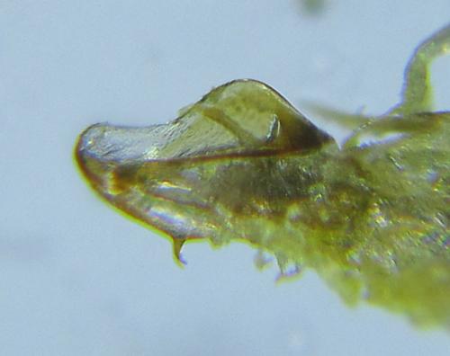 Loderus vestigialis