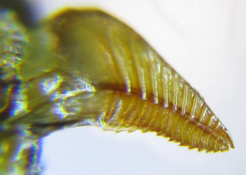 Pristiphora laricis