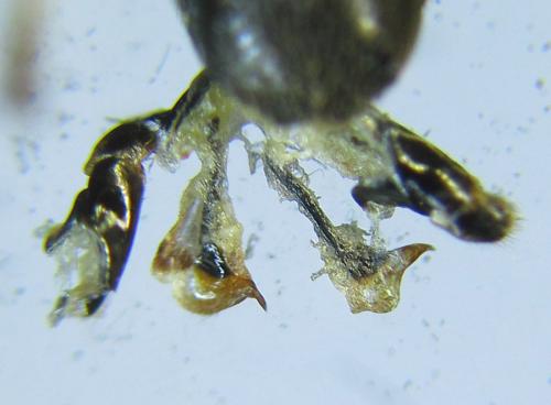 Réf. 288 939 : Tenthredopsis sordida