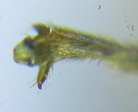 Réf. 288 990 : Pristiphora bufo