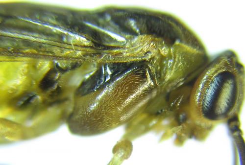 Réf. 288 991 : Pristiphora bufo