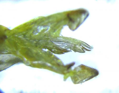 Réf. 288 465 : Euura scutellata