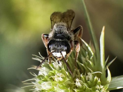 Réf. 288 000 : Andrena variabilis