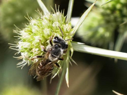 Réf. 288 001 : Andrena variabilis