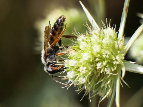 Réf. 288 002 : Andrena variabilis