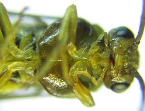 Pristiphora bufo