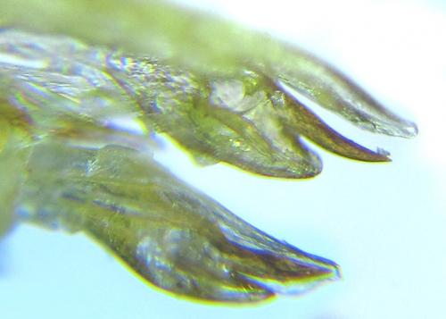 Réf. 288 466 : Euura scutellata