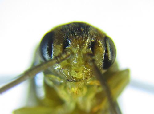 Réf. 288 993 : Pristiphora bufo