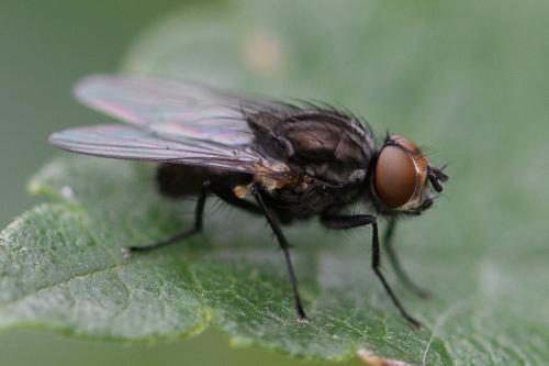 Paregle audacula