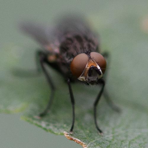 Paregle audacula