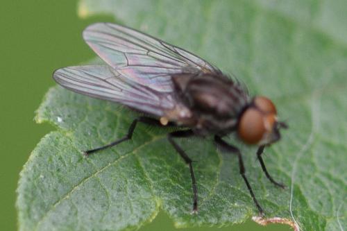 Paregle audacula