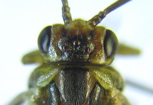 Réf. 288 994 : Pristiphora bufo