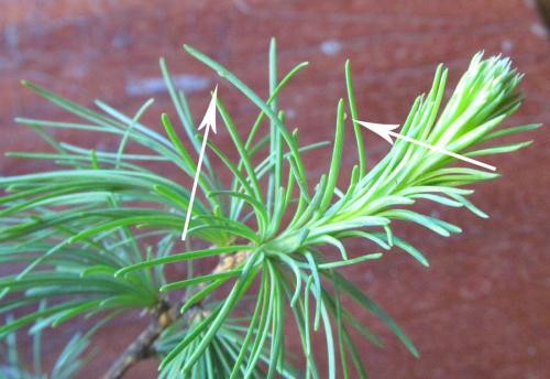 Pristiphora laricis