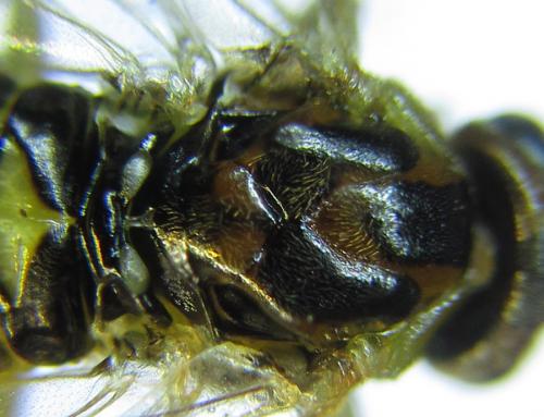 Réf. 288 995 : Pristiphora bufo