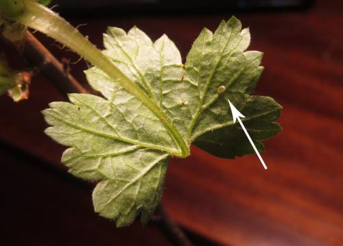 Réf. 288 041 : Pristiphora appendiculata